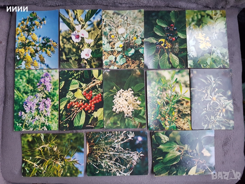 Картичка билка 21 бр - 2, снимка 1