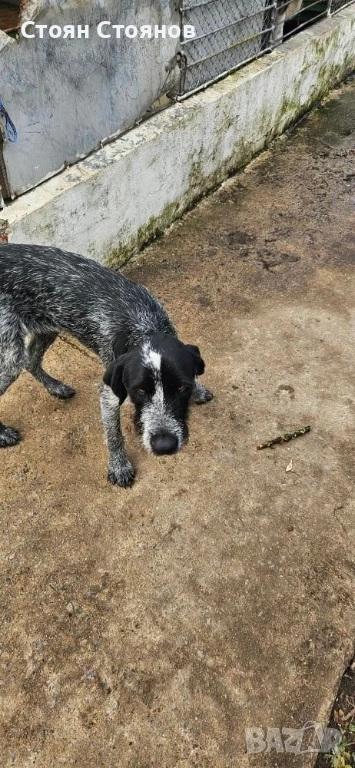 Продавам дратхаар, снимка 1