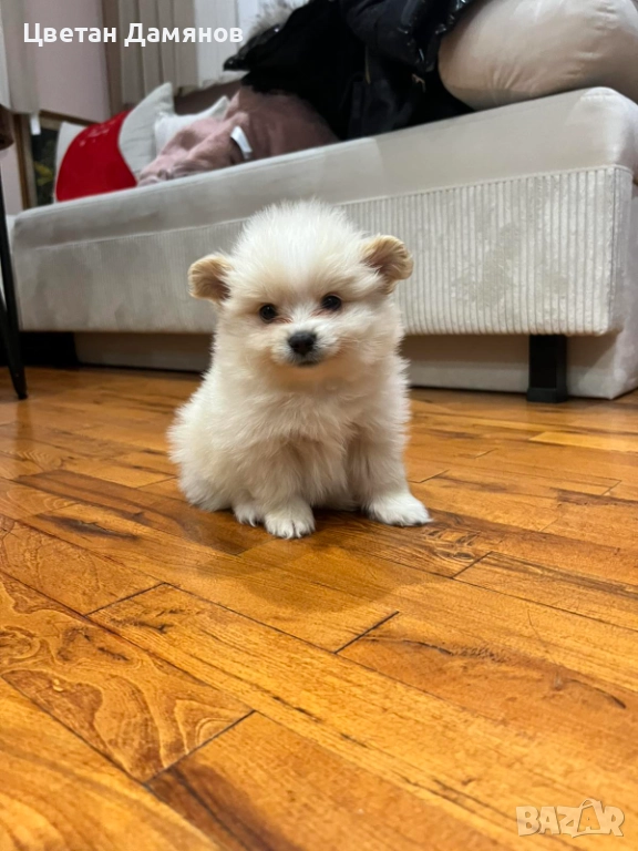 Померани, снимка 1