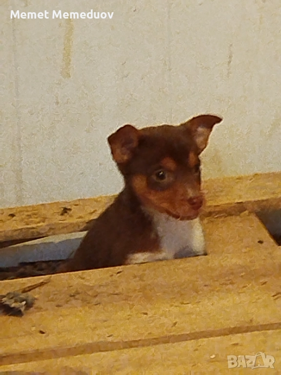 Пинчери Момче и момиче , снимка 1