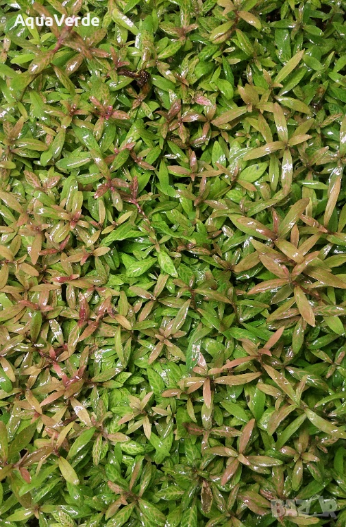 Растения и мъх, снимка 1