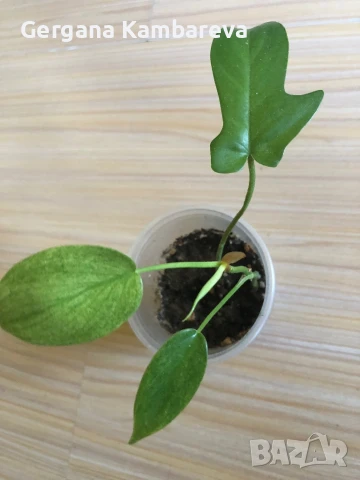 Philodendron Florida Ghost , снимка 3 - Стайни растения - 51237488