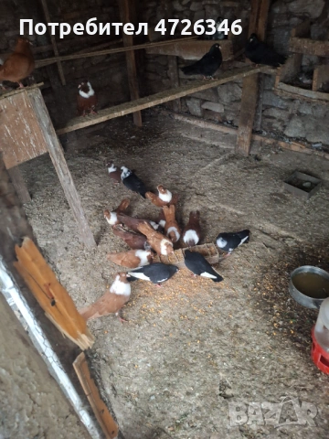 Гълъби чирпански