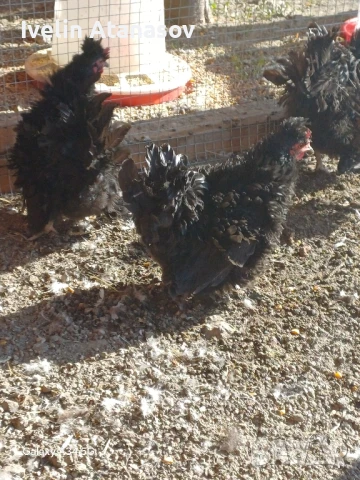 Къдрави кокошки, снимка 7 - други­ - 50673833