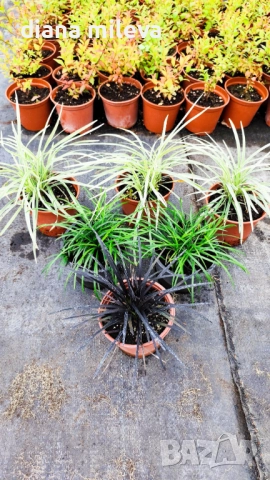 Промо пакет от 6 бр Декоративни треви, снимка 11 - Градински цветя и растения - 52101684
