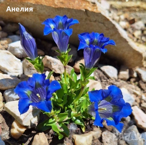 Синя тинтява фин костен порцелан - красота , снимка 5 - Чаши - 54177033