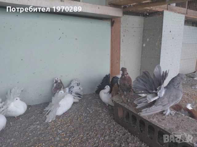 Индийски фенерлии, снимка 2 - Гълъби - 53690409