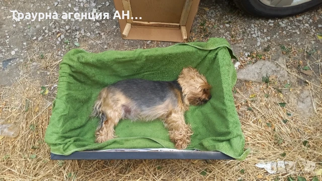 Погребение на домашни любимци, снимка 12 - Ветеринари и услуги - 8342370