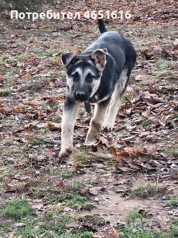 Източно Европейска овчарка момче , снимка 3 - Други - 53642551