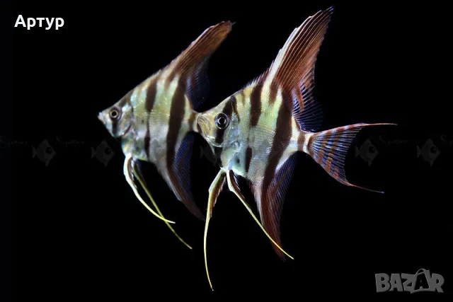 pterophyllum altum orinoco, снимка 1 - Рибки - 47144686