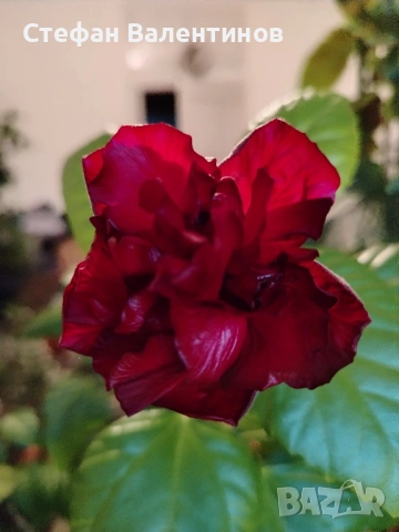 Хибискус/китайска роза, цъфти с едри червени кичести цветове