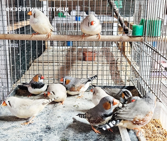 Джъмбо Амадини - Продавам, снимка 7 - Амадини - 52865989