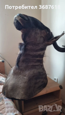 Ловен трофей, снимка 4 - Други - 53853651