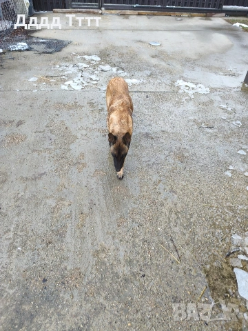 Кученца Малиноа, снимка 7 - Белгийска овчарка - 53357814