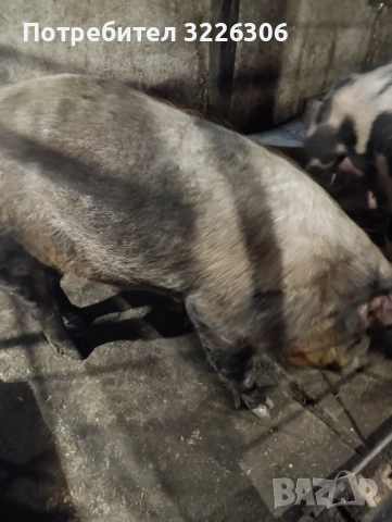 Продавам мъжко прасе, снимка 2 - Прасета - 52617779