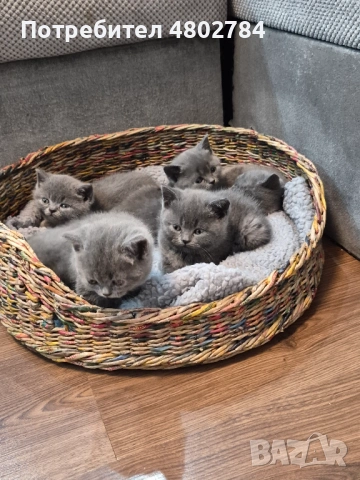 Британски късокосмести, снимка 3 - Британска късокосместа - 54256797