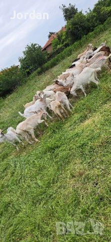 продавам кози , снимка 1 - Кози - 45783781
