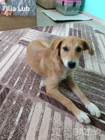 продавам шиба ину женско кученце , снимка 1