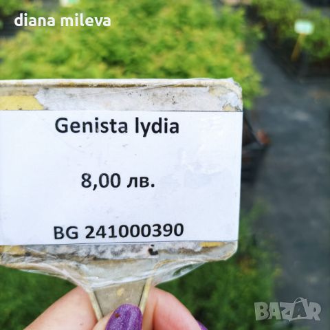 Гениста,  Genista Lydia, многогодишен, листопаден храст!!, снимка 7 - Градински цветя и растения - 45514955
