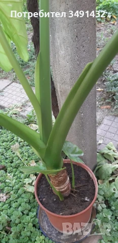 Трилистник