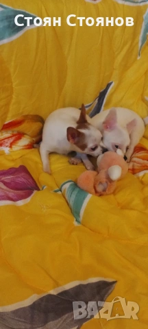 Чихуахуа, снимка 9 - Чихуахуа - 53842878