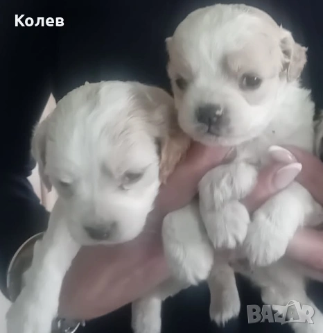 Кокер шпанъол