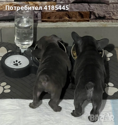 Френски булдог - МЪЖКИ, снимка 10 - Френски булдог - 53053018