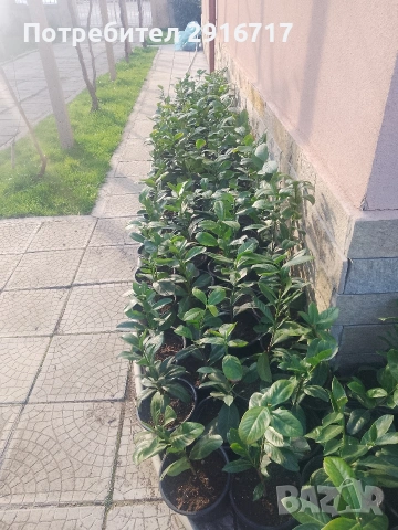 Лавровишна Новита , снимка 4 - Градински цветя и растения - 53881772