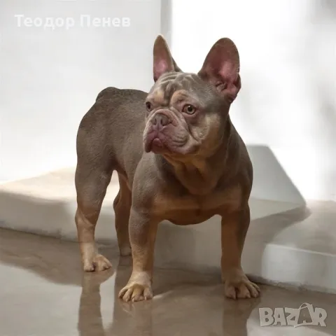 Френски Булдог За Разплод, снимка 1