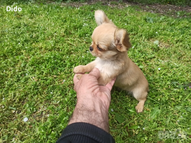 Продавам мъжки  чихуахуа , снимка 2 - Чихуахуа - 53564809