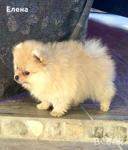Померанчета, снимка 8 - Померан - 52631209