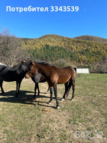 Коне на по две години и половина
