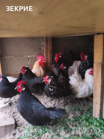 Продавам Домашни Оплодени Яйца от ШАБО