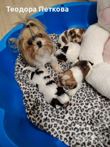 йоркширски териер бивър 