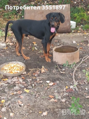 Продавам две мъжки гончета , снимка 4 - Гонче - 53617208