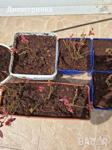 Амер.боровинка БЛУКРОП 3+, снимка 6 - Други - 54180363