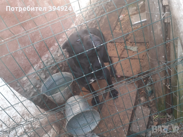 Кане Корсо , снимка 3 - Кане корсо - 52834264