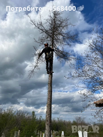 Премахване на опасни дървета , снимка 8 - Други услуги - 51406602