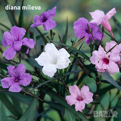 Руелия, Мексиканска петуния в три различни цвята!