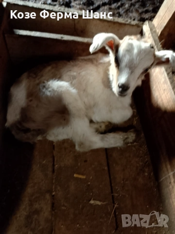 Ярета от 5-30 дни, снимка 2 - Кози - 53718025