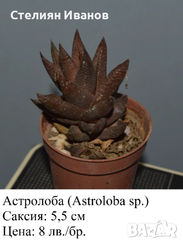 Сукуленти - алое, астролоба, хавортия, гастерия и гастералое,, снимка 6 - Стайни растения - 51468494