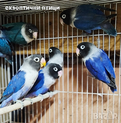 Продавам Неразделки , снимка 6 - Папагали - 52544175