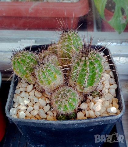 Echinopsis hybrid - възрастно растение в саксия - Кактуси и Сукуленти - кактус, снимка 2 - Стайни растения - 46306459