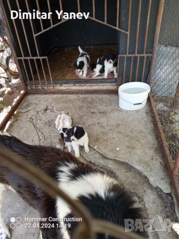 БОК кученца, снимка 3 - Каракачанска овчарка - 45432955