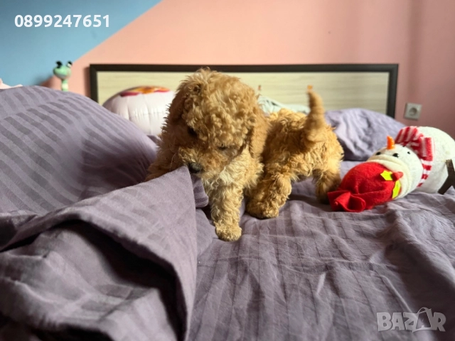 Той пуделчета, снимка 11 - Пудели - 52776156