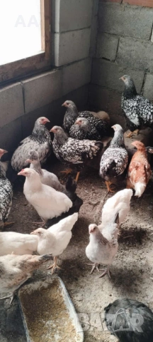 млади ярки, снимка 4 - Кокошки и пуйки - 53106385