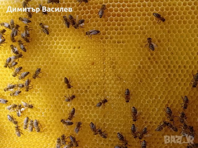 Промоция на пчелни майки - 20 лв., снимка 1 - За пчели - 45081439