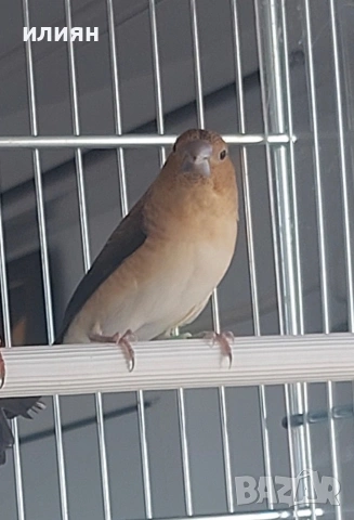 Среброклюни амадини, снимка 2 - Амадини - 53488807