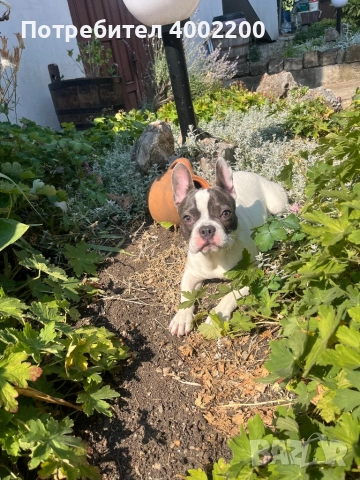 Куче Френски Булдог, снимка 1
