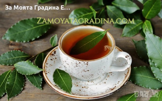 Дафинов лист , снимка 3 - Градински цветя и растения - 53634044